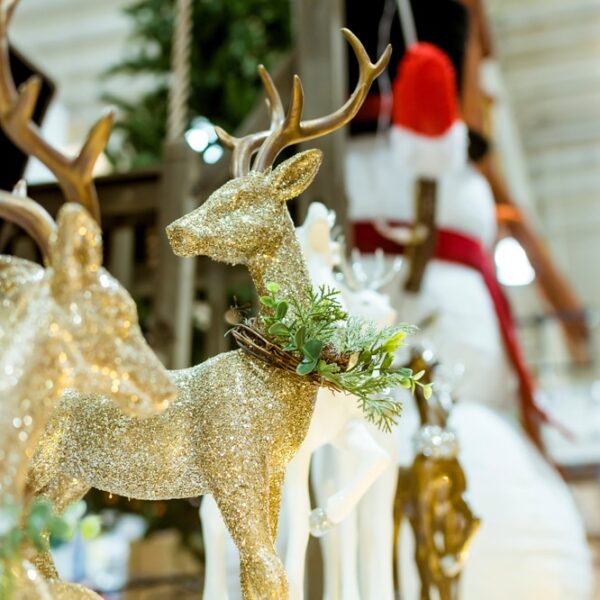 Reindeer