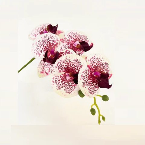 Artificial 6-Stalk Phalaenopsis Arrangement - White-Burgundy - Brown Pot by masons home decor singapore