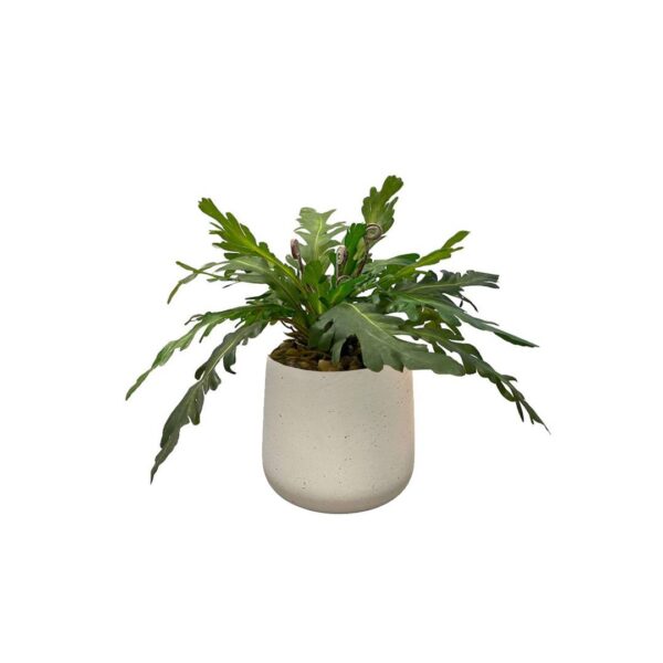 Artificial Asplenium - White Pot by masons home decor Singapore