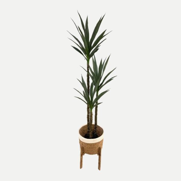 Artificial Yucca - White and Brown Woven Basket with Wooden Stand by masons home decor singapore